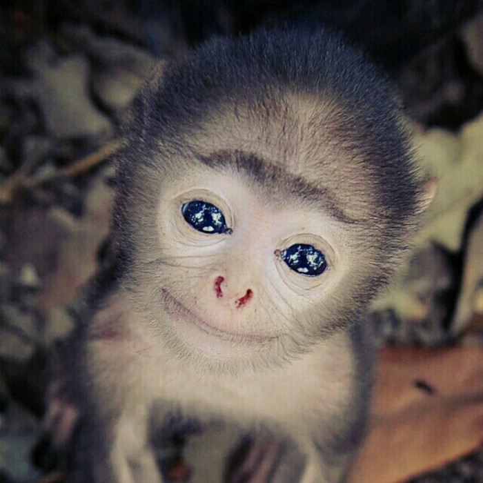 天了噜！猴年年兽长这样？ 魔域SF - 轩辕网