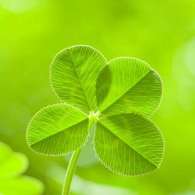 关于私服魔域中衰衰草和幸运草的使用 - 轩辕网